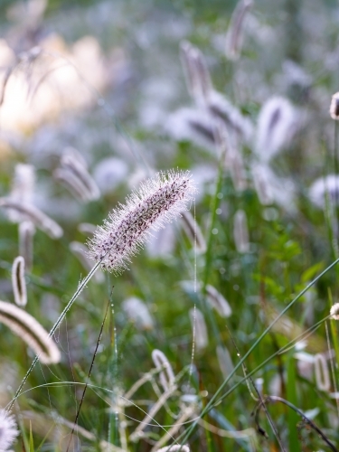 Close up of pretty pink backlit grass flowers with blurred background. - Australian Stock Image