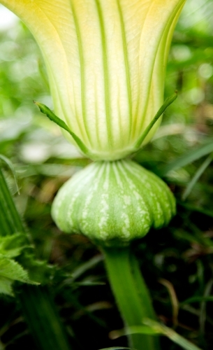 Close up of Pumpkin flower - Australian Stock Image