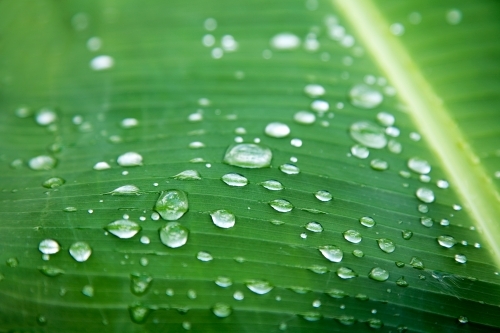 Close up of rain droplets on a banana leaf - Australian Stock Image