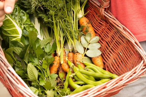 Close up of red basket with fresh picked vegetables - Australian Stock Image