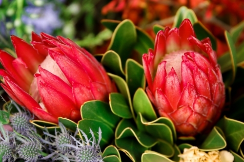 Close up of red protea flowers in bloom
