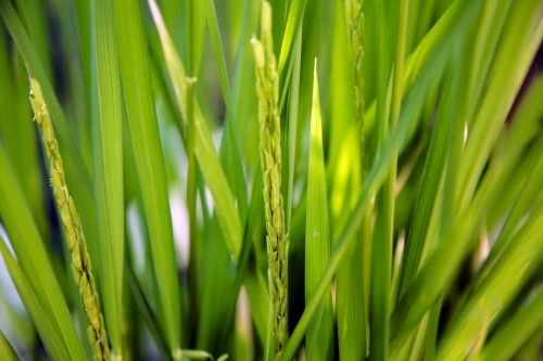 Close up of rice plants - Australian Stock Image