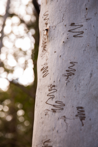 close up of scribbly gum tree bark - Australian Stock Image