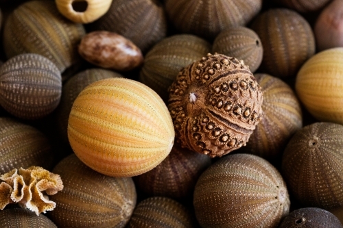 Close up of sea urchin shells - Australian Stock Image