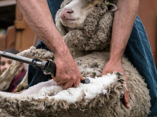 Close up of shearer shearing a sheep - Australian Stock Image