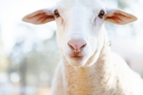 Close up of sheep with white wool and large ears - Australian Stock Image