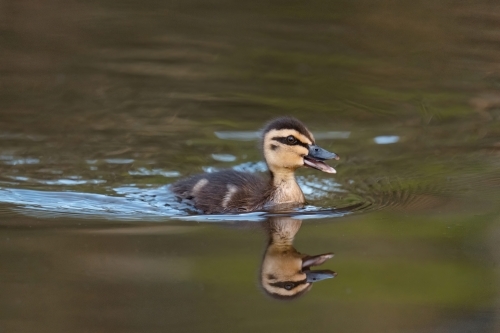 Close-up of single duckling swimming - Australian Stock Image