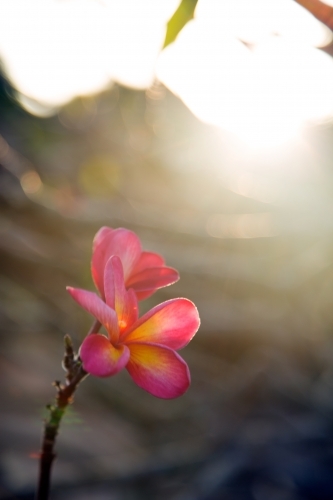 Close up of single pink frangipani flower - Australian Stock Image