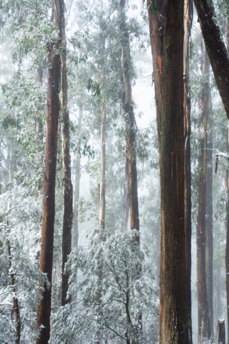 Close up of tall gum trees in snowy mist - Australian Stock Image