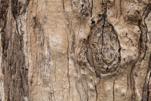 Close up of textured bark on a gum tree
