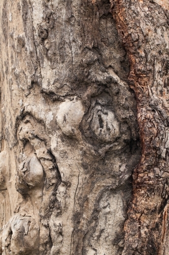 Close up of textured bark on a gum tree - Australian Stock Image