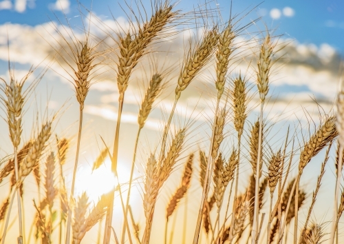 Close up of the wheat grain blowing in the wind as the sun sets behind - Australian Stock Image