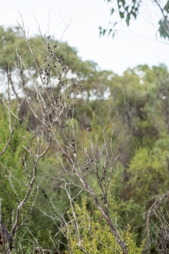 Close up of twigs in bush land - Australian Stock Image