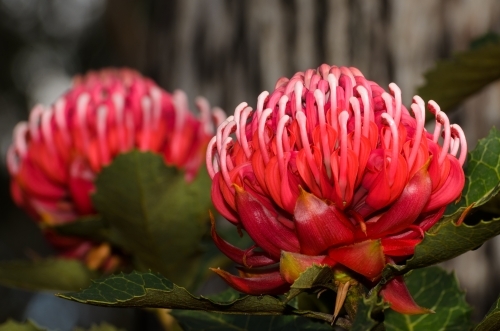 Close up of waratah flower with background blur - Australian Stock Image