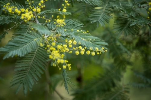 close up of wattle blossom - Australian Stock Image