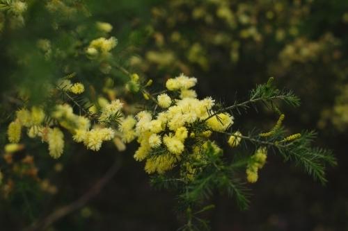 Close up of wattle in bloom in tree - Australian Stock Image