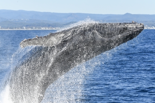Close up of whale breaching as water rolls off the whale's body