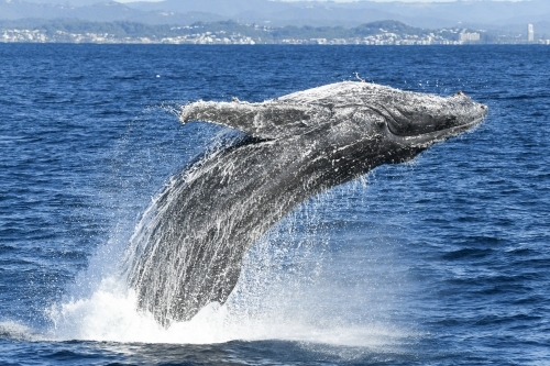 Close up of whale breaching in the ocean. - Australian Stock Image