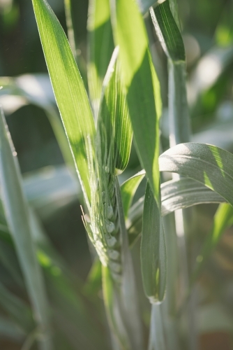 Close-up of wheat cereal crop at head emergence in the Wheatbelt of Western Australia - Australian Stock Image