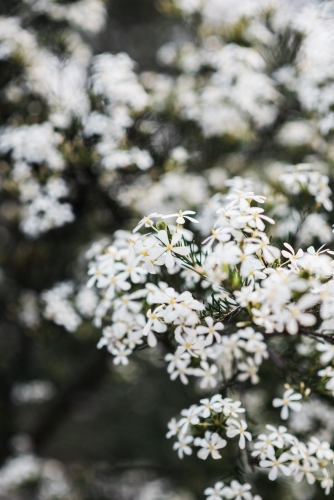 Close up of white flowers on a bush - Australian Stock Image