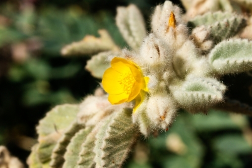 Close up of yellow flower and silver foliage - Australian Stock Image