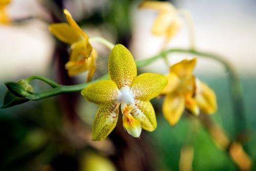 Close up of yellow orchid - Australian Stock Image