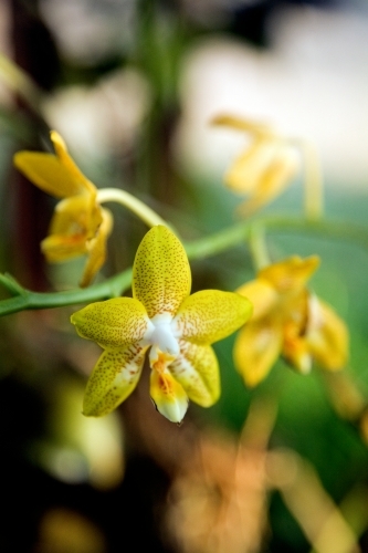 Close up of yellow orchid - Australian Stock Image