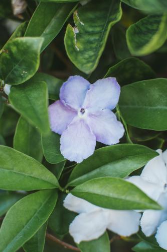 Close up of Yesterday, Today, Tomorrow flowers - Australian Stock Image