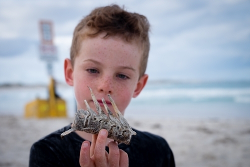 Close up of young boy on beach looking at fish bone on overcast day - Australian Stock Image