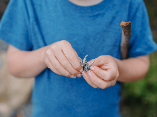 Close up of young Childs hand holding Australian Natives - Australian Stock Image