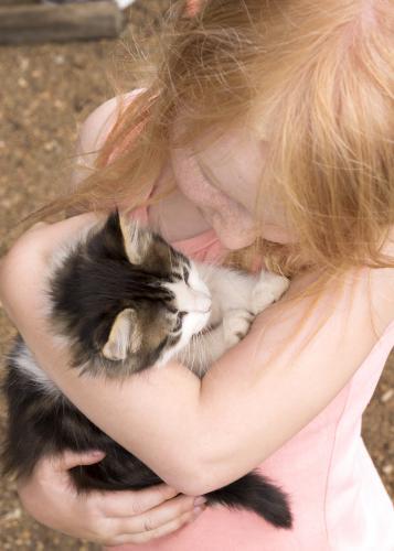 Close up of young girl cuddling with scruffy kitten - Australian Stock Image