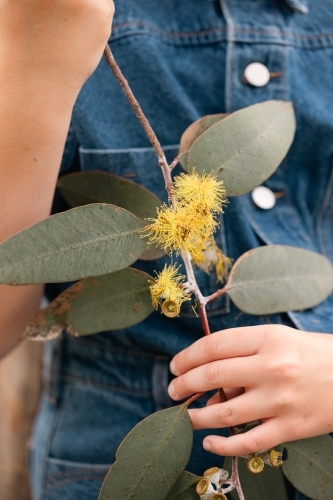 Close up of young girl holding yellow gum nut flowers near torso with no face - Australian Stock Image