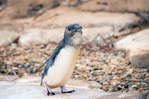Close up of young penguin approaching water - Australian Stock Image