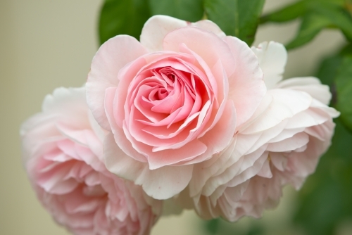 Close up photo of three pink roses - Australian Stock Image