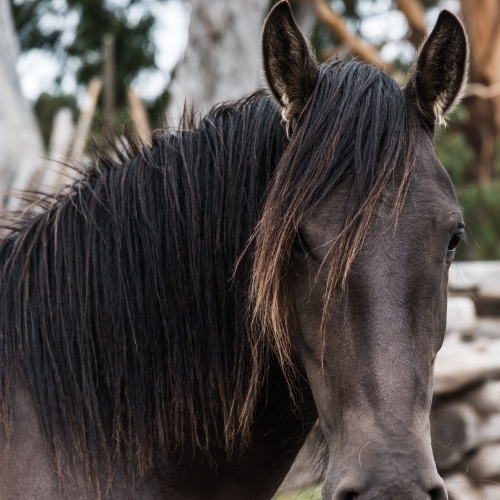 close up portrait horse head - Australian Stock Image