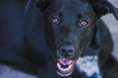 Close up portrait image of young black kelpie cross labrador dog - Australian Stock Image