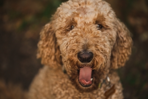 Close up portrait of Groodle breed dog yawning with tongue out - Australian Stock Image