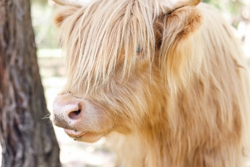 Close up portrait of highland cow in field - Australian Stock Image