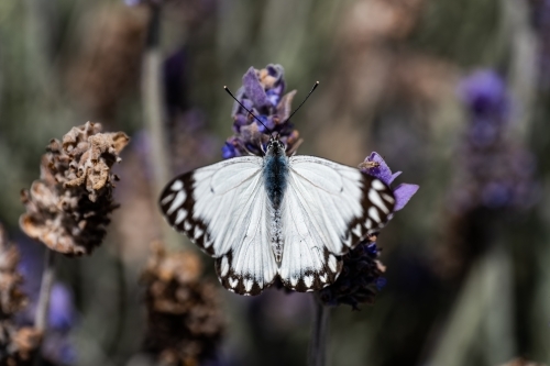 close up shot of a black and white butterfly on lavender - Australian Stock Image