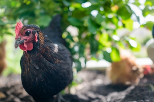 Close up shot of a black Australorp chicken - Australian Stock Image
