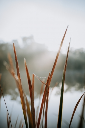 Close up shot of a brown grass near the lake during sunrise - Australian Stock Image