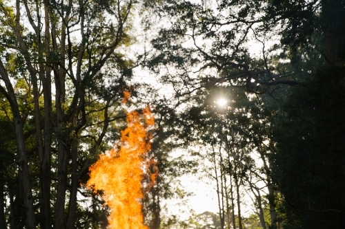 Close up shot of a flame with the sun gleaming through the long trees - Australian Stock Image