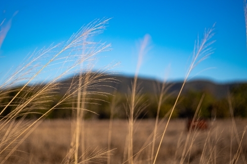 Close up shot of a grass in foreground - Australian Stock Image