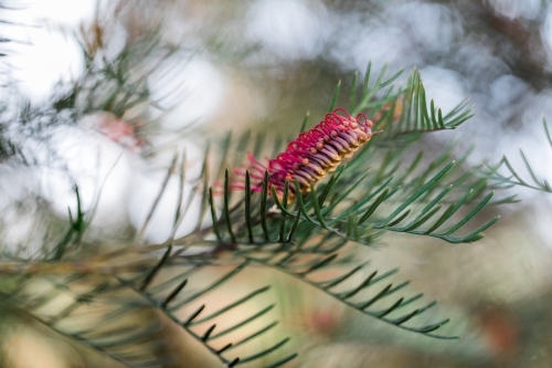 close up shot of a grevillea red hook - Australian Stock Image