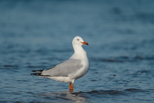 Close up shot of a gull standing in the water - Australian Stock Image