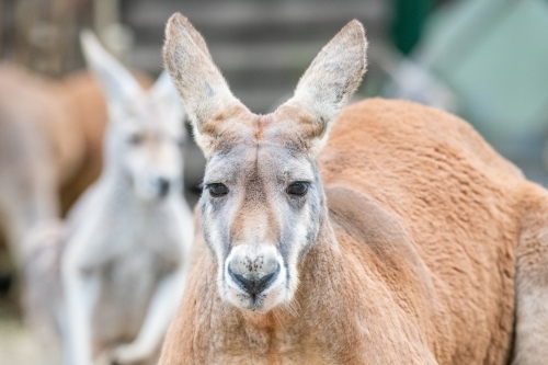 Close up shot of a kangaroo