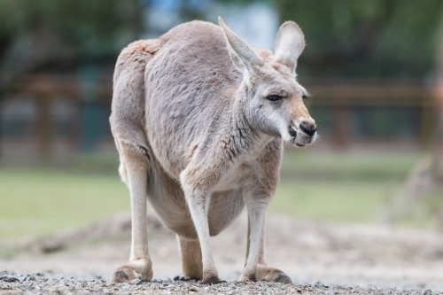 Close up shot of a kangaroo - Australian Stock Image