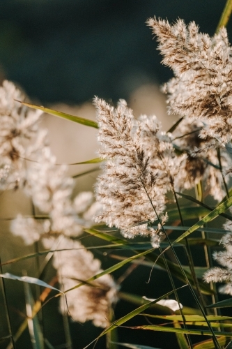 Close up shot of a pampas grass - Australian Stock Image