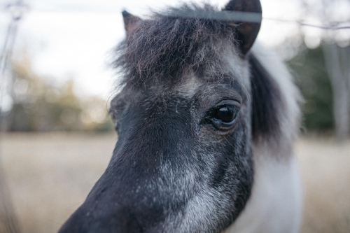 Close up shot of a ponies face - Australian Stock Image