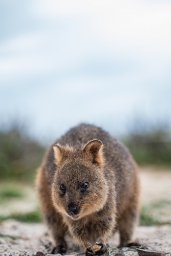 close up shot of a quokka standing on the ground with blurred background - Australian Stock Image